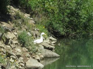 rrente Saracena-26-04-2014 17-07-25